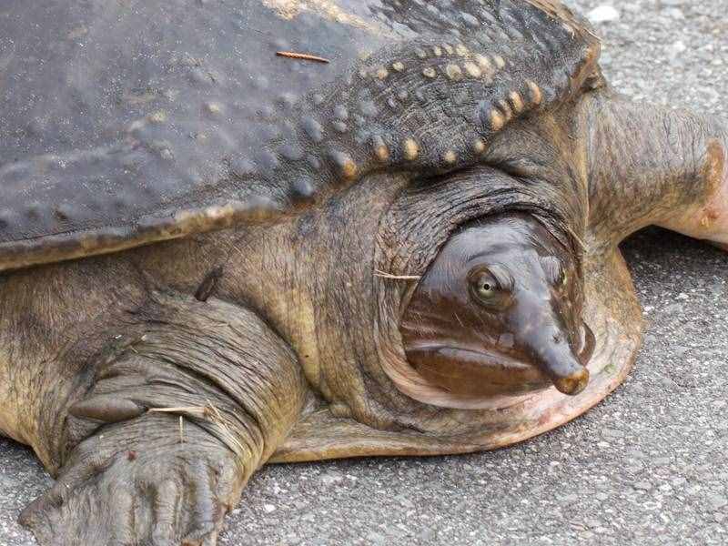魚(yú)目混珠的珍珠鱉：感謝老鐵放生，我已入侵多省市，黃河或已泛濫