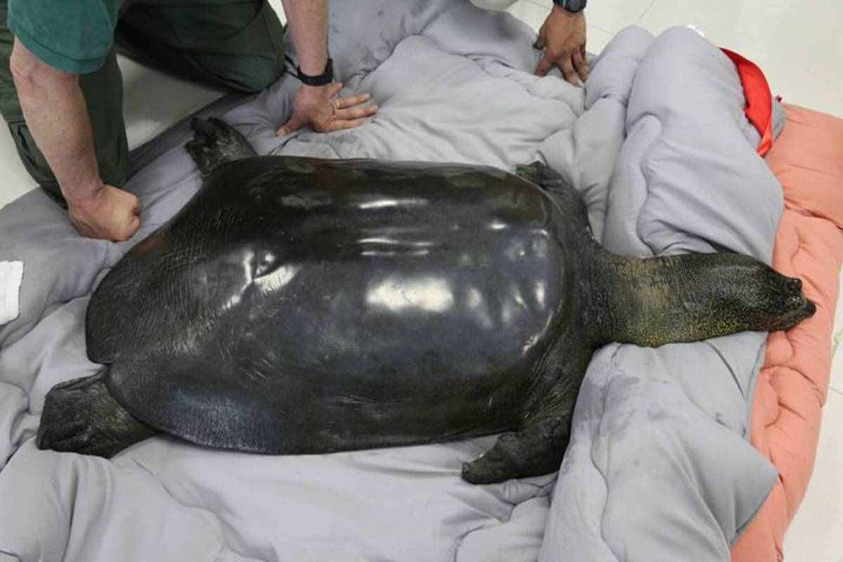 魚(yú)目混珠的珍珠鱉：感謝老鐵放生，我已入侵多省市，黃河或已泛濫