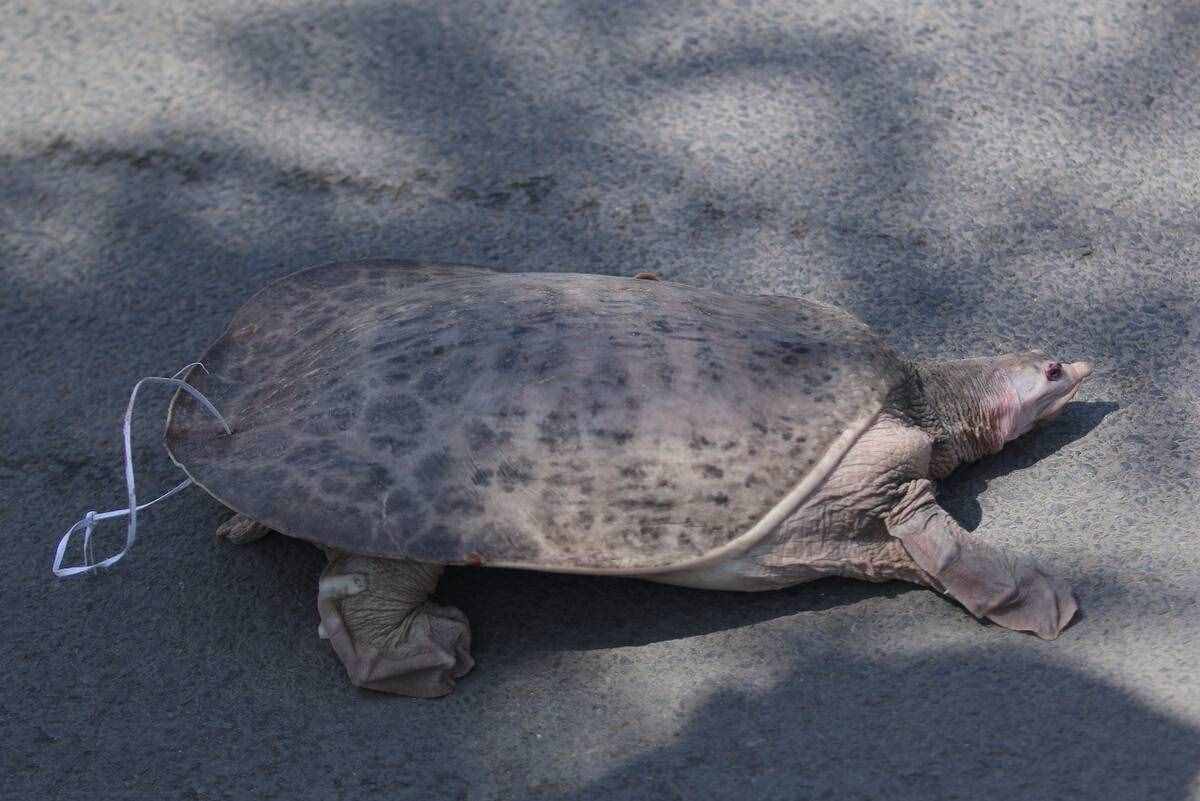 魚(yú)目混珠的珍珠鱉：感謝老鐵放生，我已入侵多省市，黃河或已泛濫