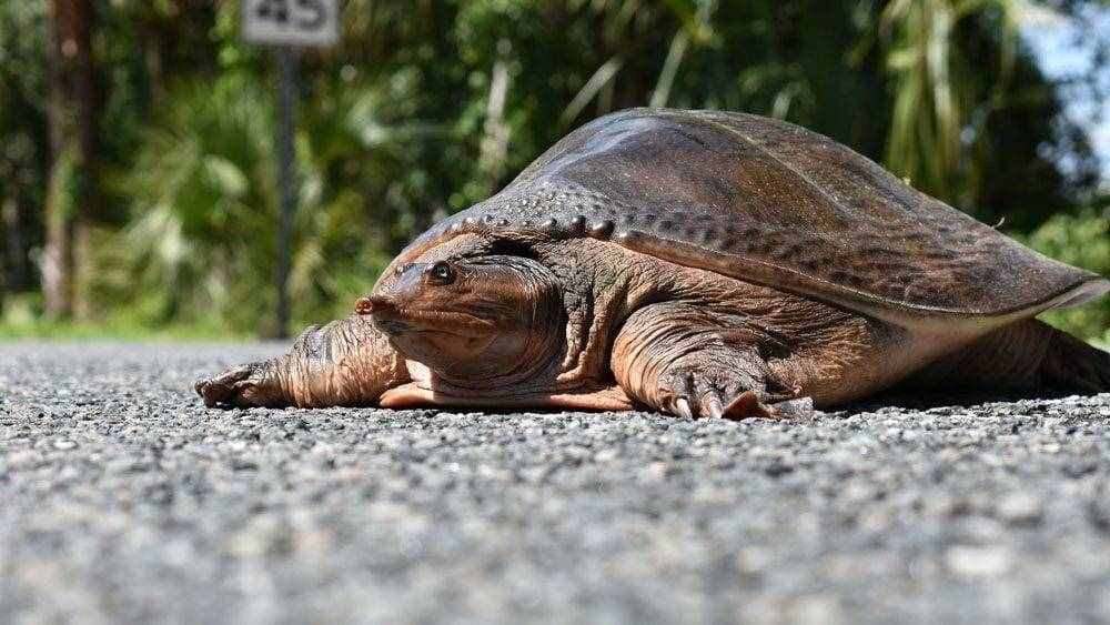 魚(yú)目混珠的珍珠鱉：感謝老鐵放生，我已入侵多省市，黃河或已泛濫