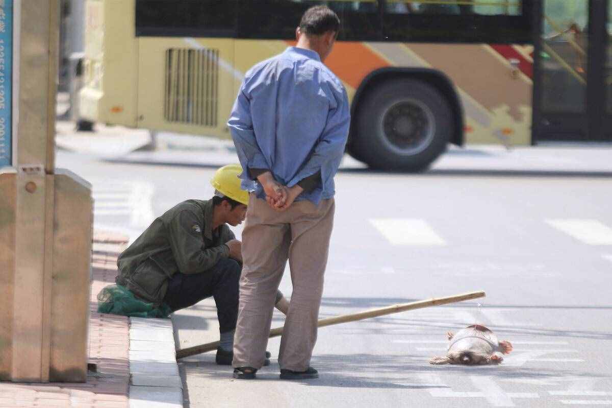 魚(yú)目混珠的珍珠鱉：感謝老鐵放生，我已入侵多省市，黃河或已泛濫