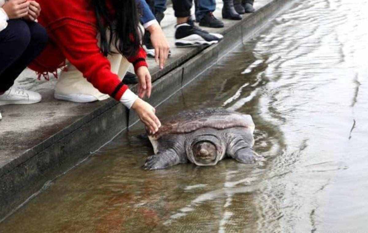 魚(yú)目混珠的珍珠鱉：感謝老鐵放生，我已入侵多省市，黃河或已泛濫
