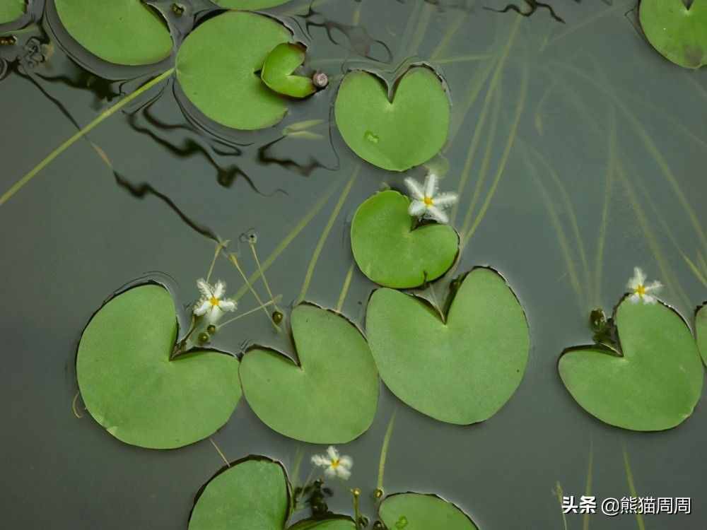 伏尼契手稿破解：神秘天書已破解30%，原來它不是婦女保健手冊