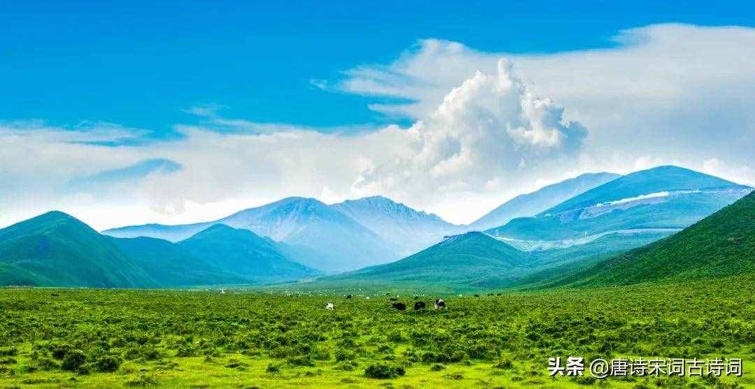 天蒼蒼，野茫茫，風(fēng)吹草低見牛羊