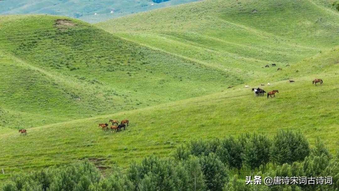 天蒼蒼，野茫茫，風(fēng)吹草低見牛羊