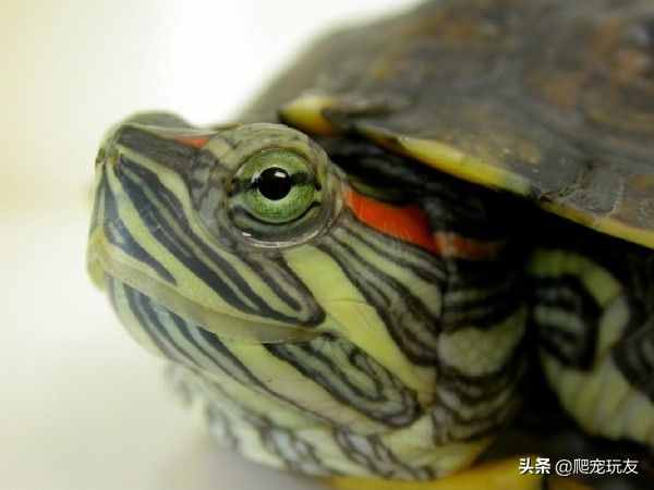 如果你的龜出現(xiàn)眼部疾病，如何給你的龜涂藥？