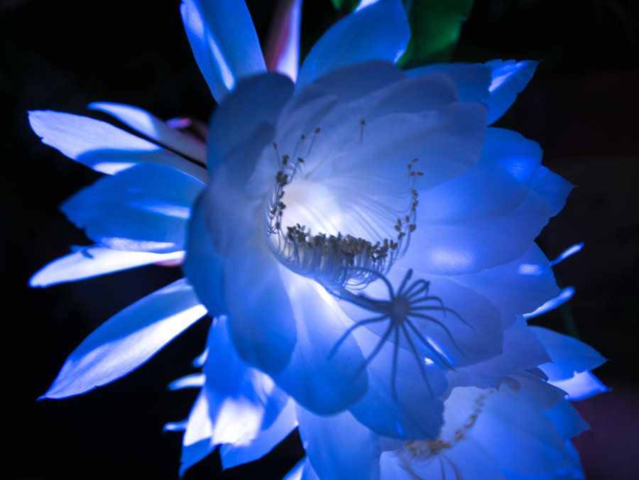 有個(gè)常用成語叫“曇花一現(xiàn)”，曇花是種什么花？為什么只有一現(xiàn)？