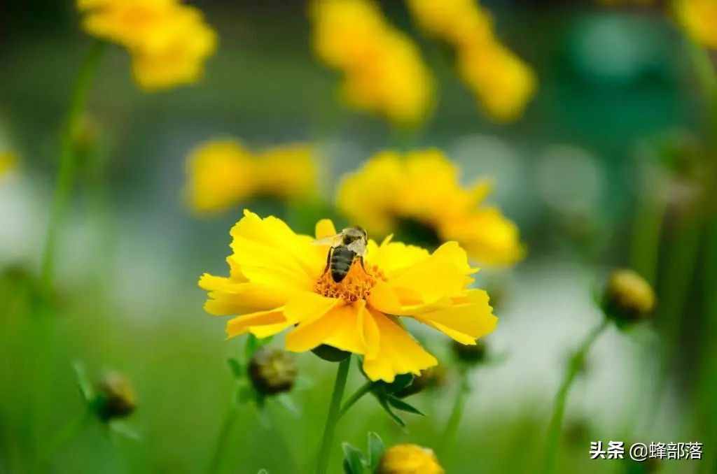 進入夏季，為什么蜜蜂只在早上采粉？別冤枉了蜜蜂！蜜蜂也有苦衷