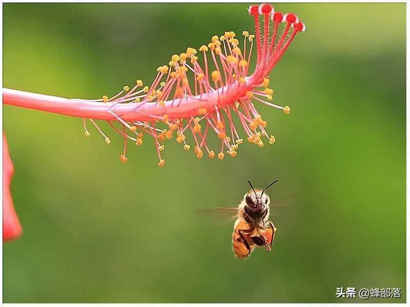 進入夏季，為什么蜜蜂只在早上采粉？別冤枉了蜜蜂！蜜蜂也有苦衷