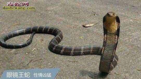 中國54種毒蛇圖片名字