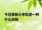 今日更新小羊駝是一種什么動(dòng)物