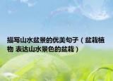 描寫山水盆景的優(yōu)美句子（盆栽植物 表達山水景色的盆栽）