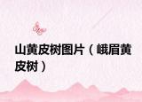 山黃皮樹圖片（峨眉黃皮樹）