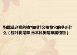 狗尾草這樣的植物叫什么植物它的莖叫什么（棕葉狗尾草 禾本科狗尾草屬植物）