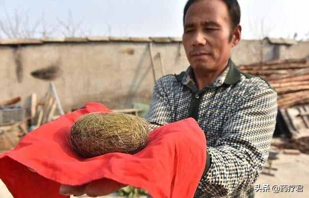 農(nóng)民意外獲得鵝蛋大“豬寶”，北京有人愿出3000萬收？