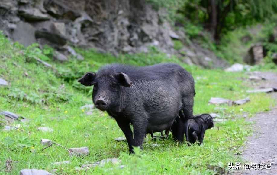 農(nóng)民意外獲得鵝蛋大“豬寶”，北京有人愿出3000萬收？