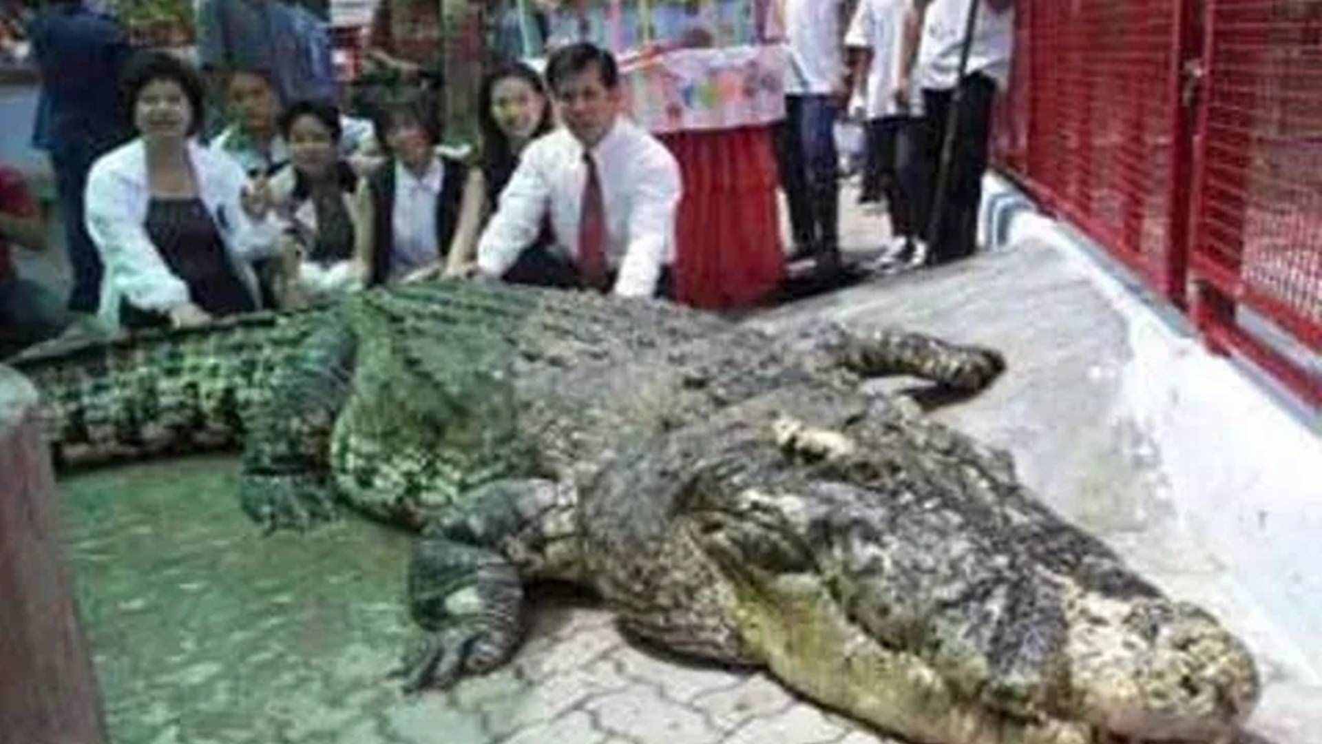 盤點史上最大的10頭鱷魚，洛龍重達(dá)1噸，東北虎在它面前不堪一擊