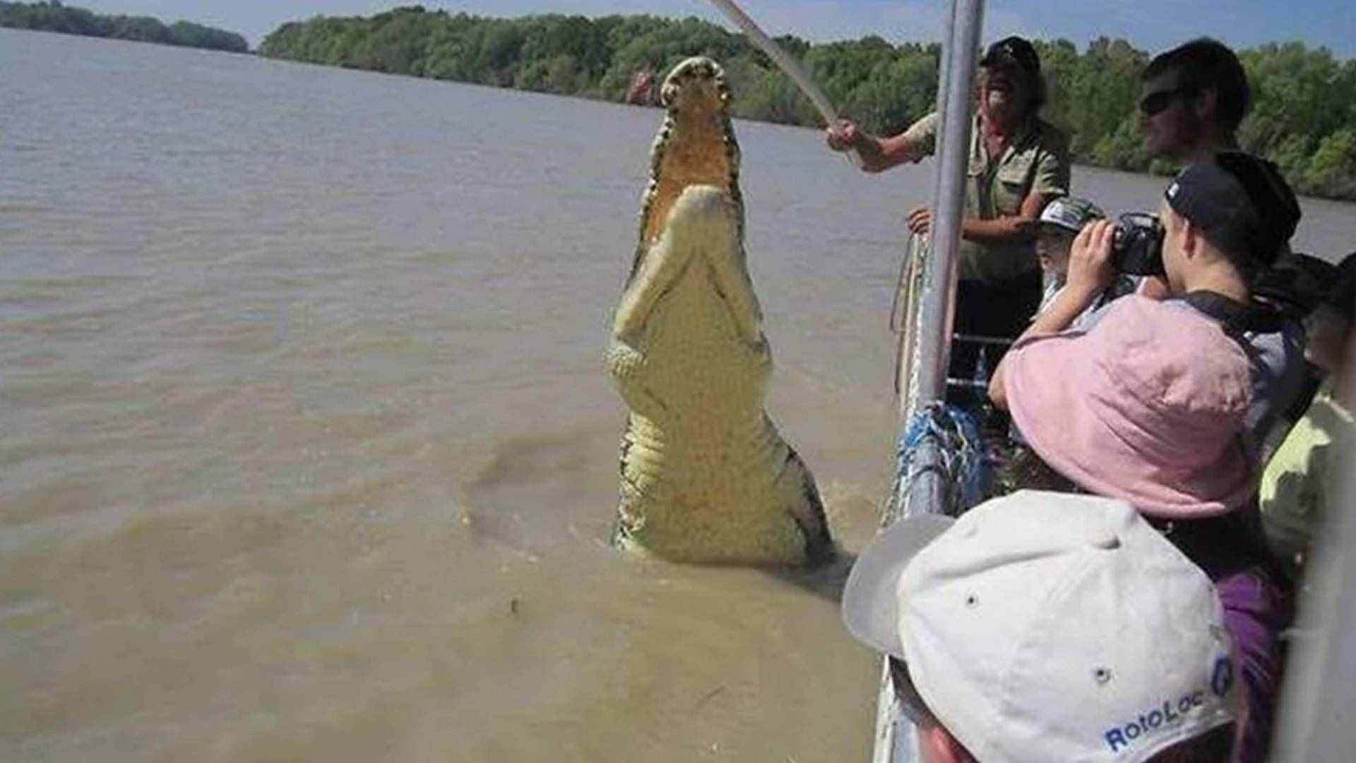 盤點史上最大的10頭鱷魚，洛龍重達(dá)1噸，東北虎在它面前不堪一擊