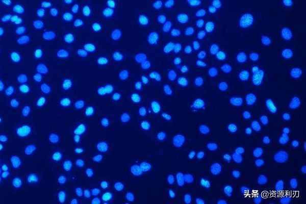 ImageJ使用教程之自動細胞計數篇