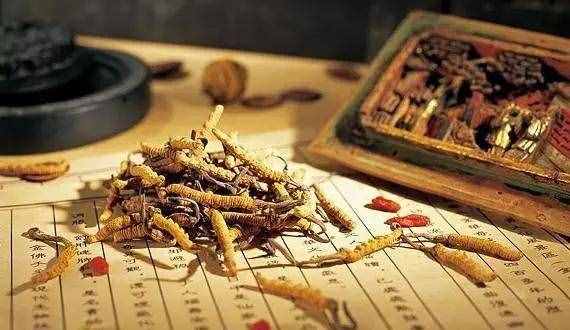如何鑒別冬蟲夏草的真假？
