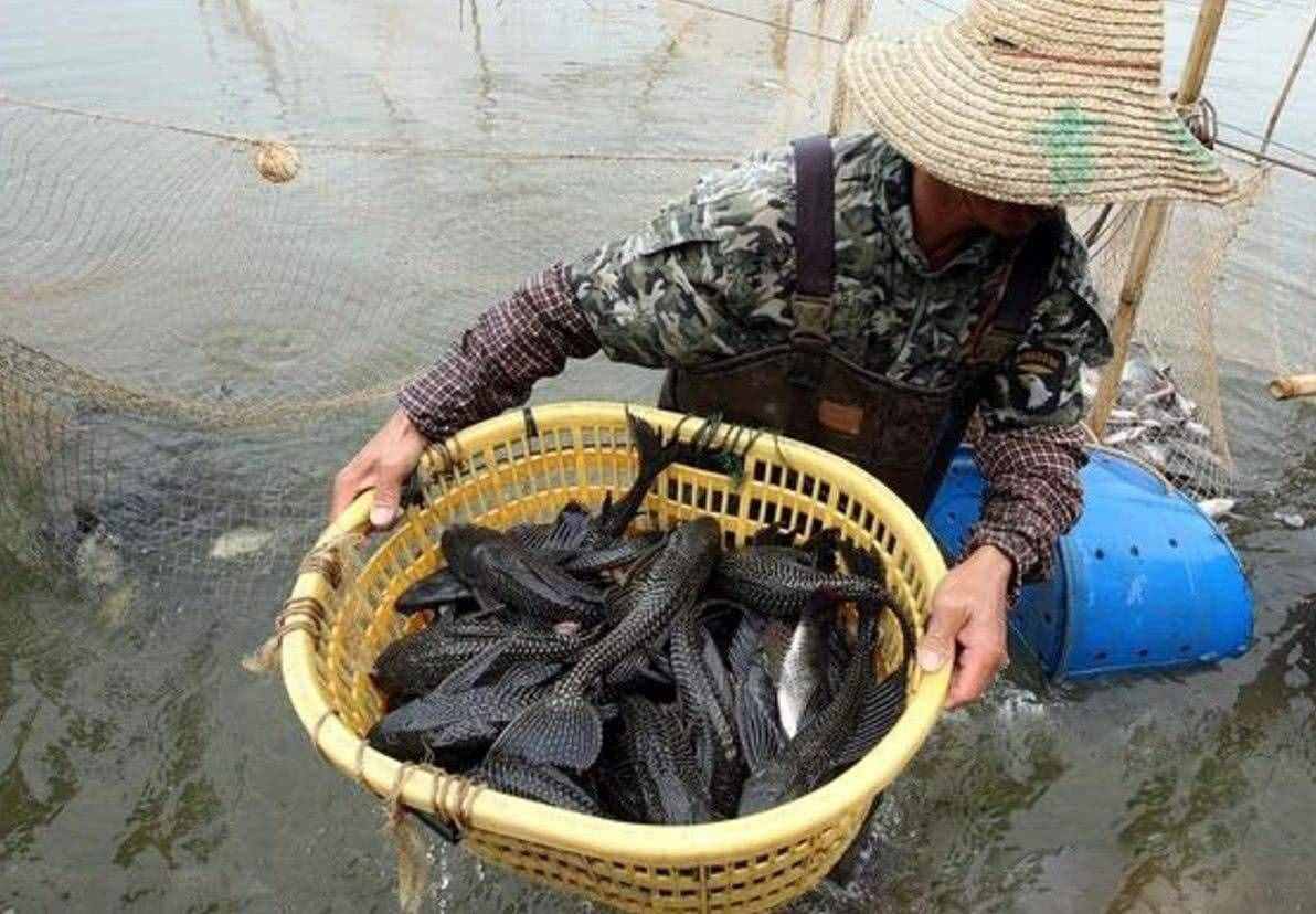 清道夫能吃嗎，我們可以用吃來(lái)解決清道夫嗎？
