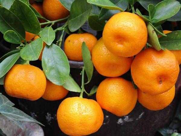 老中醫(yī)：一個(gè)橘子4味藥？橘子到底有何好處？為健康了解一下