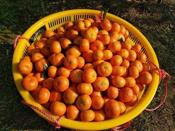 老中醫(yī)：一個(gè)橘子4味藥？橘子到底有何好處？為健康了解一下