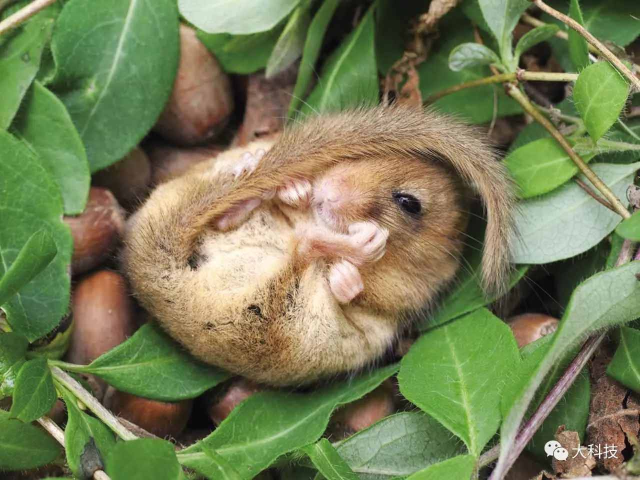 冬眠動物知多少？