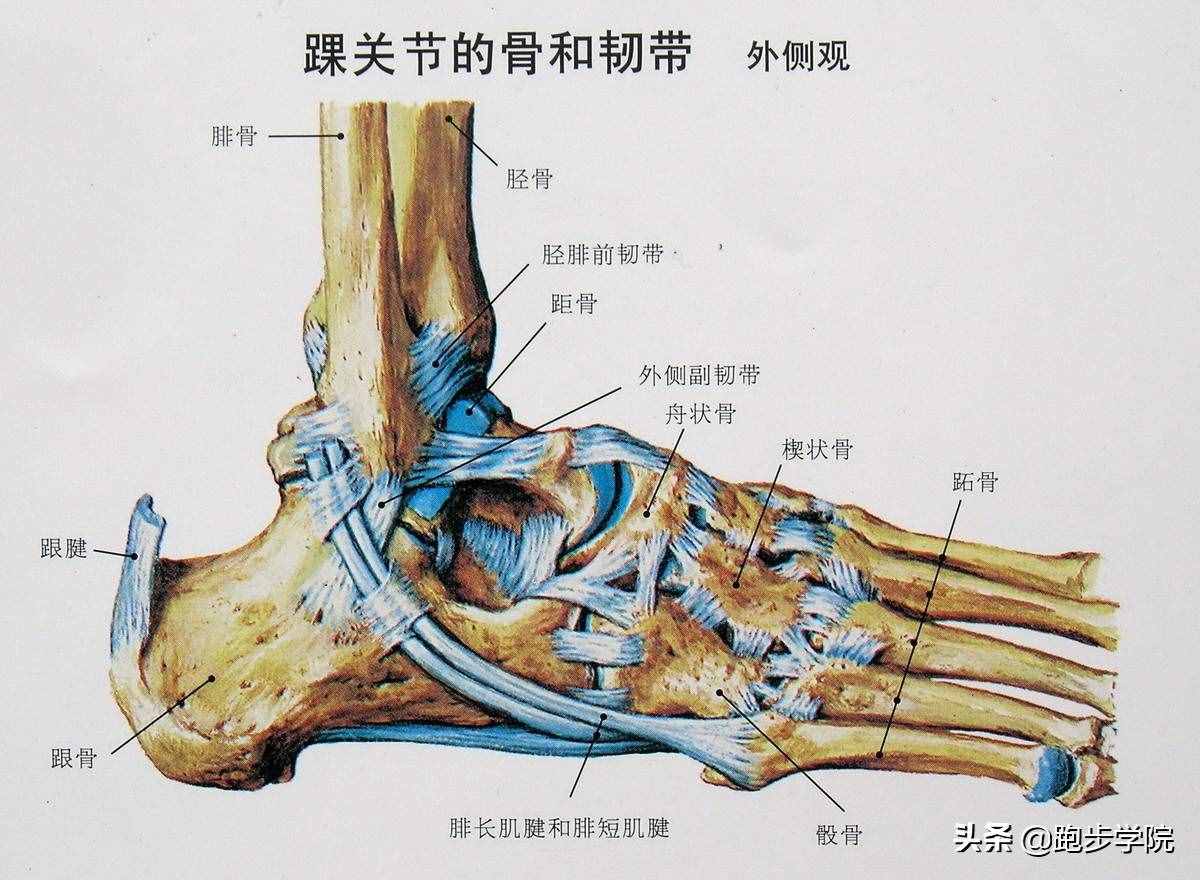 關(guān)于腳踝扭傷的所有干貨，都在這了
