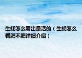 生蠔怎么看出是活的（生蠔怎么看肥不肥詳細(xì)介紹）