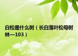 白松是什么樹（長(zhǎng)白落葉松母樹林—103）