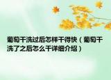 葡萄干洗過后怎樣干得快（葡萄干洗了之后怎么干詳細(xì)介紹）