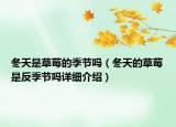 冬天是草莓的季節(jié)嗎（冬天的草莓是反季節(jié)嗎詳細(xì)介紹）