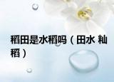 稻田是水稻嗎（田水 秈稻）