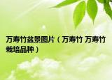 萬(wàn)壽竹盆景圖片（萬(wàn)壽竹 萬(wàn)壽竹栽培品種）