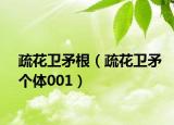 疏花衛(wèi)矛根（疏花衛(wèi)矛個體001）