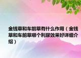 金錢(qián)草和車(chē)前草有什么作用（金錢(qián)草和車(chē)前草哪個(gè)利尿效果好詳細(xì)介紹）