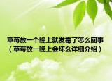 草莓放一個(gè)晚上就發(fā)霉了怎么回事（草莓放一晚上會(huì)壞么詳細(xì)介紹）
