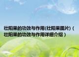 壯陽(yáng)果的功效與作用(壯陽(yáng)果圖片)（壯陽(yáng)果的功效與作用詳細(xì)介紹）
