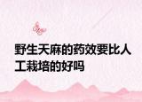 野生天麻的藥效要比人工栽培的好嗎