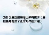 為什么金絲皇菊泡出來(lái)有蟲子（金絲皇菊有蟲子正常嗎詳細(xì)介紹）
