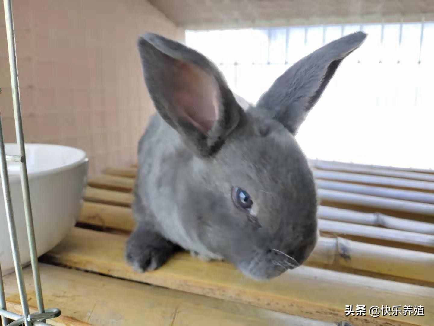 養(yǎng)兔學(xué)會6個小技巧，輕松成為養(yǎng)兔老司機(jī)