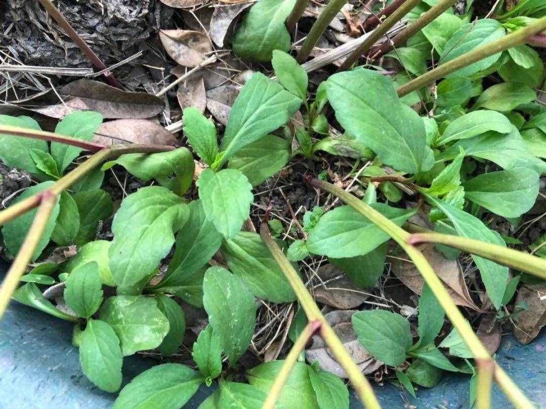 66種野菜辨別圖，再不挖點(diǎn)嘗嘗，下個(gè)月就老了！