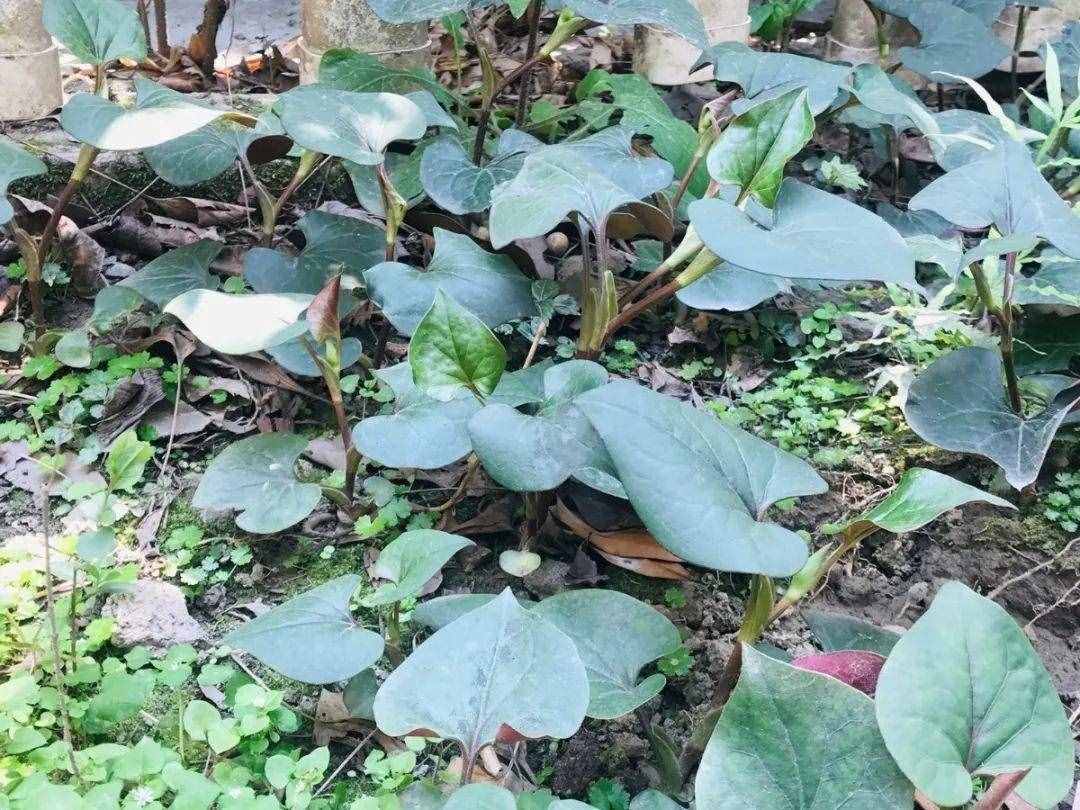66種野菜辨別圖，再不挖點(diǎn)嘗嘗，下個(gè)月就老了！