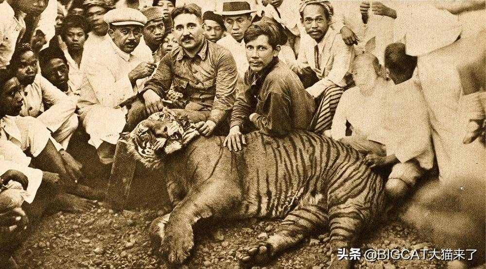 爪哇虎在爪哇島重現(xiàn)？別幻想了，那只是一種比東北虎還瀕危的大貓