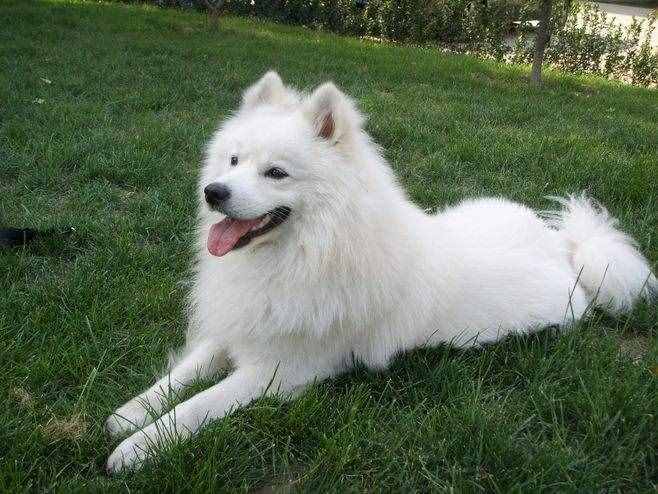 區(qū)分薩摩耶犬和銀狐犬，你只需掌握以下要點(diǎn)！