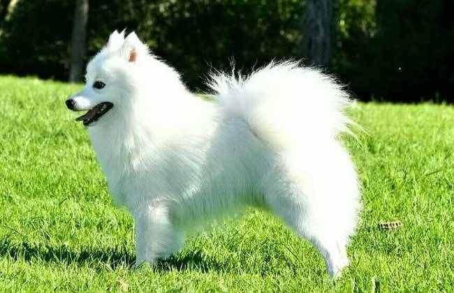 區(qū)分薩摩耶犬和銀狐犬，你只需掌握以下要點(diǎn)！