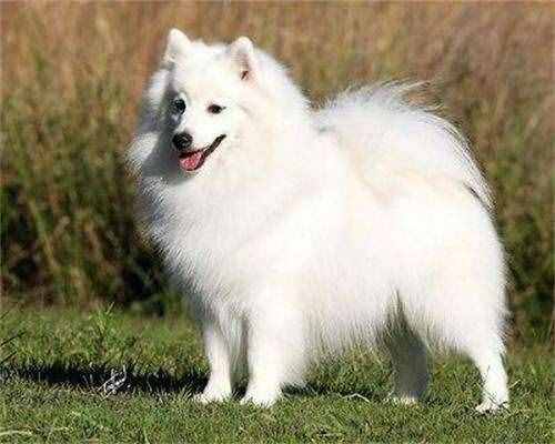 區(qū)分薩摩耶犬和銀狐犬，你只需掌握以下要點(diǎn)！