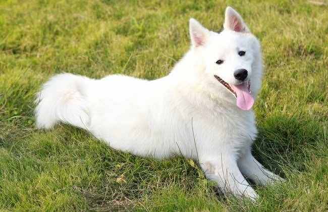區(qū)分薩摩耶犬和銀狐犬，你只需掌握以下要點(diǎn)！