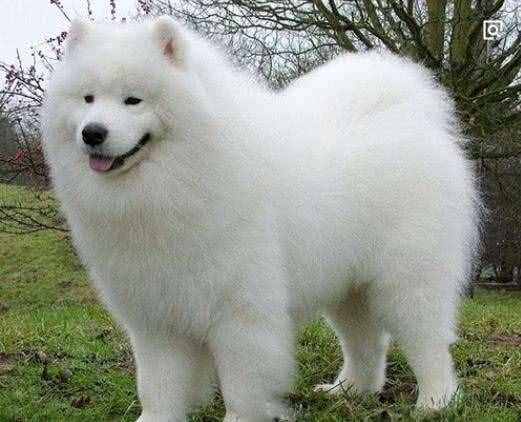 區(qū)分薩摩耶犬和銀狐犬，你只需掌握以下要點(diǎn)！